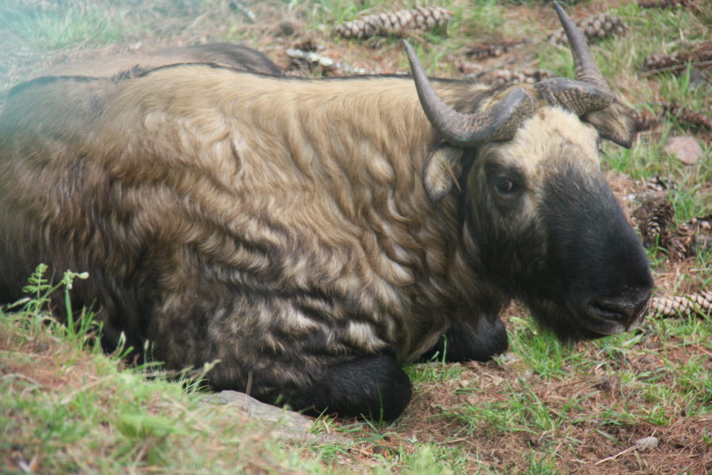 第175回ブータン勉強会 | 日本ブータン研究所